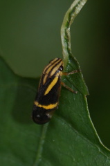 Microsargane martialis