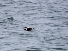 Somateria mollissima