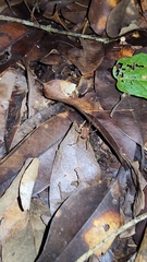 Holovonones compressus