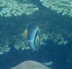 Chaetodontoplus mesoleucus