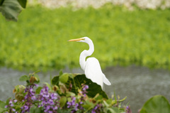 Ardea alba