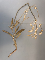 Froelichia arizonica