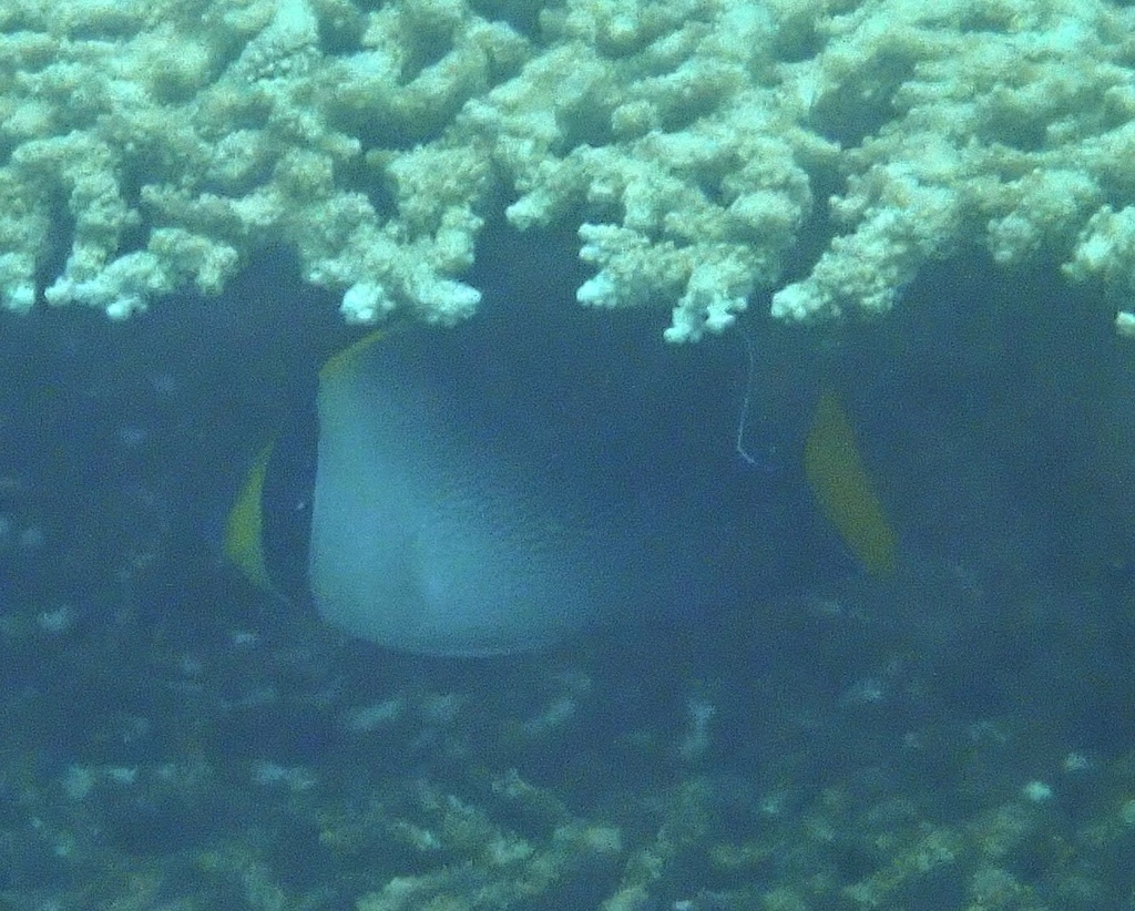 emperor butterflyfish