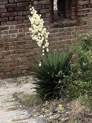 Yucca gloriosa