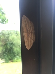 Epiphryne verriculata