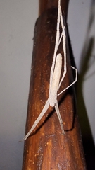 Deinopis longipes