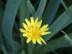 Helminthotheca echioides