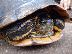 Trachemys dorbigni