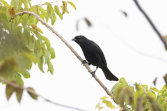 Molothrus bonariensis