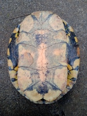 Trachemys dorbigni