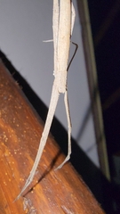 Deinopis longipes