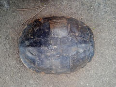 Trachemys dorbigni