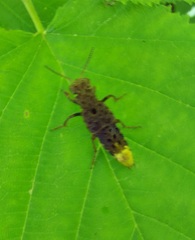 Ontholestes cingulatus