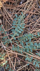 Astragalus douglasii