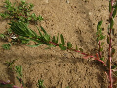 Lythrum hyssopifolia