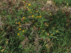 Scolymus hispanicus