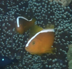 Amphiprion sandaracinos