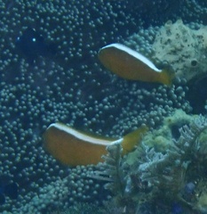 Amphiprion sandaracinos
