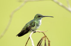 Chrysuronia leucogaster