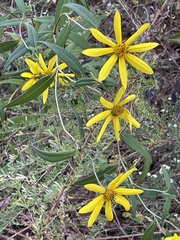 Helianthus schweinitzii
