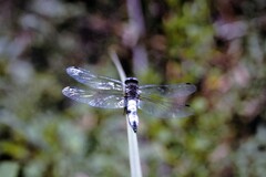 Libellula fulva