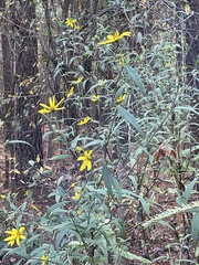 Helianthus schweinitzii