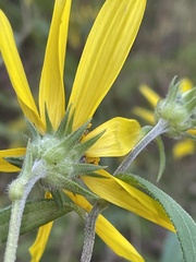 Helianthus schweinitzii