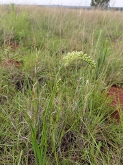 Albuca virens virens