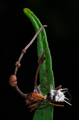 Ophiocordyceps unilateralis