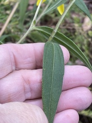 Helianthus schweinitzii