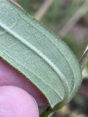 Helianthus schweinitzii
