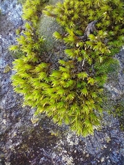 Lewinskya