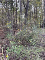 Helianthus schweinitzii