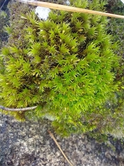 Lewinskya