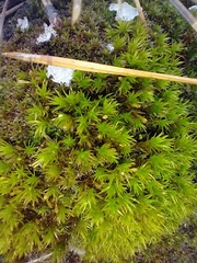 Lewinskya