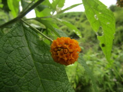 Buddleja globosa
