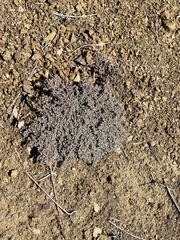 Euphorbia melanadenia