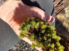 Lewinskya