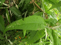 Buddleja globosa