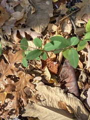 Lonicera