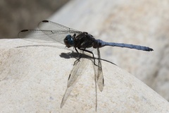 Orthetrum julia