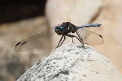 Orthetrum julia
