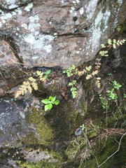 Cryptogramma stelleri