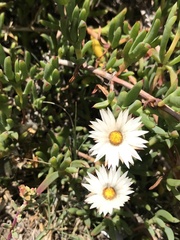 Helichrysum retortum