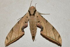 Protambulyx strigilis