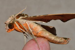 Protambulyx strigilis