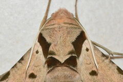 Protambulyx strigilis