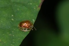 Charidotella