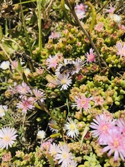 Drosanthemum candens