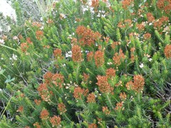 Erica multiflora